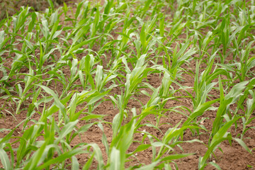 Corn seedlings blown crooked by the wind