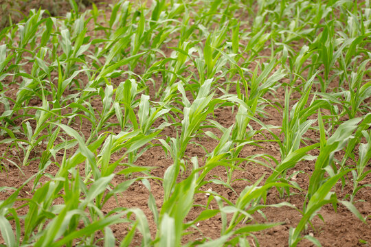 Corn seedlings blown crooked by the wind