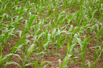 Corn seedlings blown crooked by the wind