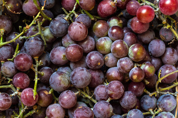 Natural organic red grapes. The grape harvest is the top view.