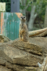 Fototapeta premium meerkat on guard