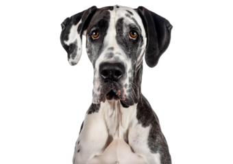 Large harlequin Great Dane with brown eyes Isolated on transparent or white background