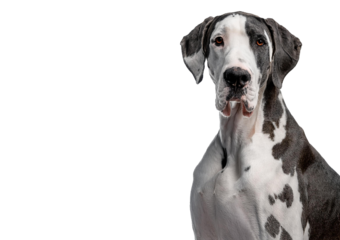Large harlequin Great Dane with brown eyes Isolated on transparent or white background