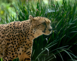 cheetah in the wild