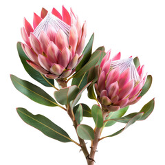 Proteas Flower Isolated Isolated on Transparent or White Background, PNG