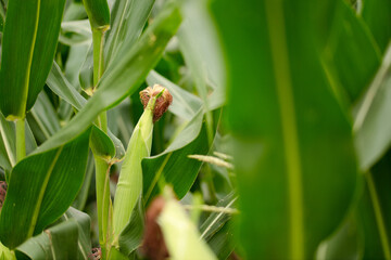 Corn cobs growing on corn plants
