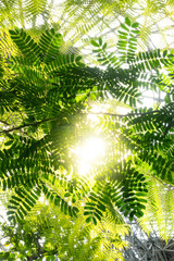 Fern leaves in the sun inside a greenhouse with natural light and blurry background with space for text.