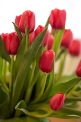 Close up of red tulips on white background.