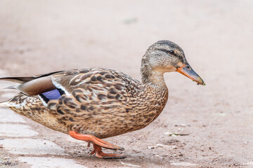 A duck female stands on its paws on the green shore of a pond.