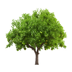 Lush Green Apple Tree With Ripe Fruit Hanging From Branches