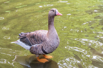 Greater White-fronted Goose (Anser albifrons) standing on the green shore of the pond.