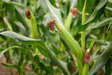 Corn cobs growing on corn plants