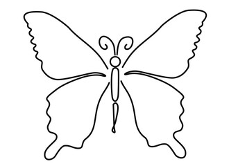 butterfly isolated on white background