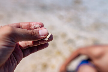 Tiny white sand crab on hands