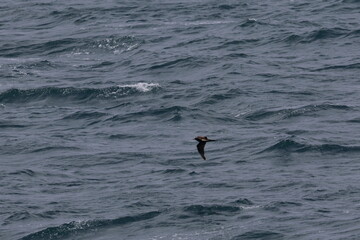 Obraz premium kangaroo island australia