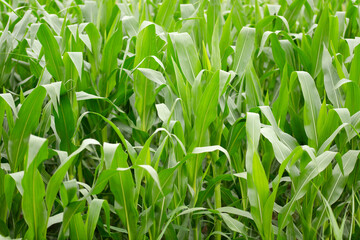Obraz premium Corn seedlings is growing in farmland