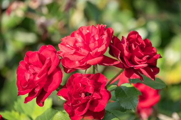 Blooming red rose bud with raindrops close up