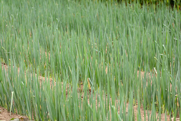 Scallions planted in farmland