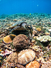 Sea turtles swimming on the coral reefs