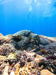 Sea turtles on the coral reefs