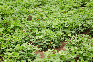 Growing peanuts in the farmland