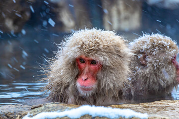 Obraz premium Japanese macaques or snow monkeys are soaking in warm water in winter when a lot of snow falls in Japan, Asia.