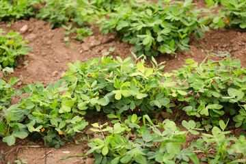 Growing peanuts in the farmland