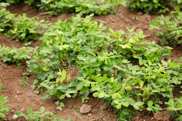 Growing peanuts in the farmland