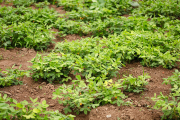 Growing peanuts in the farmland