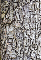 the bark of the tree on the trunk, a structure created by nature, unique style and design