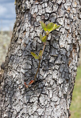 the bark of the tree on the trunk, a structure created by nature, unique style and design
