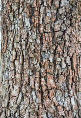 the bark of the tree on the trunk, a structure created by nature, unique style and design