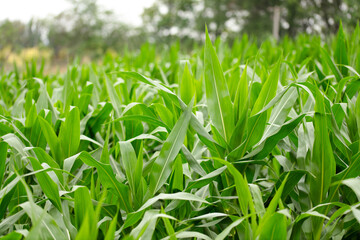 Corn seedlings growing well