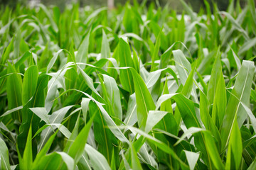 Corn seedlings growing well