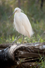 The little egret has a relatively short, thick neck, a sturdy bill, and a hunched posture. It is mainly white with a black beak