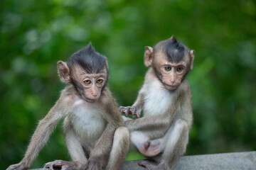 Fototapeta premium 可愛いサル