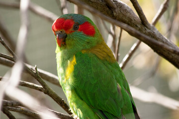 the musk lorikeet is mainly green with red on its face and beak