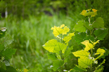 Vigorously growing poplar seedlings