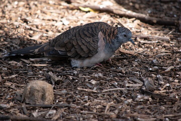 The peaceful dove has a pink-grey breast with checkered grey-brown wings.