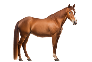 Beautiful Chestnut Horse Standing Gracefully With White Markings On Legs And Face