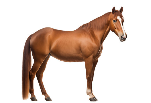 Beautiful Chestnut Horse Standing Gracefully With White Markings On Legs And Face
