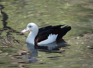 The Radjah Shelduck is white with a chestnut band across its chest. Its wingtips, back, rump and tail are black. It has a white eye with pink legs, feet and beak.