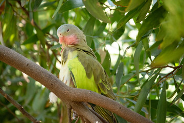 the princess Alexandra parrot has a pink neck and a light blue head and green wings