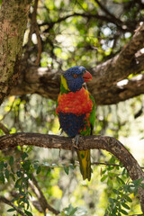 The rainbow lorikeet has a bright yellow-orange/red breast, a mostly violet-blue throat and a yellow-green collar.