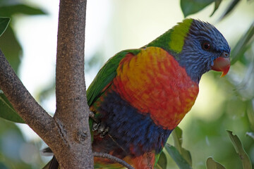 The rainbow lorikeet has a bright yellow-orange/red breast, a mostly violet-blue throat and a yellow-green collar.