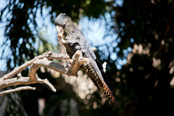 the female  red tailed black cockatoo is eating a nut