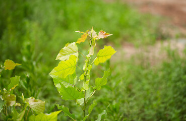 Vigorously growing poplar seedlings