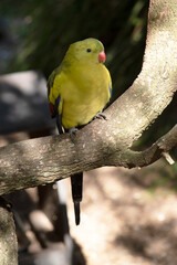 The female regent parrot is all light green. It has yellow shoulder patches and a narrow red band crosses the centre of the wings and yellow underwings