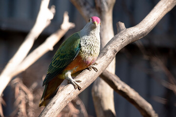The rose crown fruit dove has a pink-red crown with a yellow border, orange underparts, and a distinctive yellow tail tip.