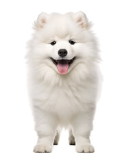 Obraz premium Adorable White Fluffy Dog With Tongue Out Standing On A White Background